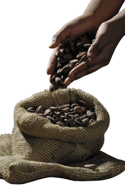 cocoa beans