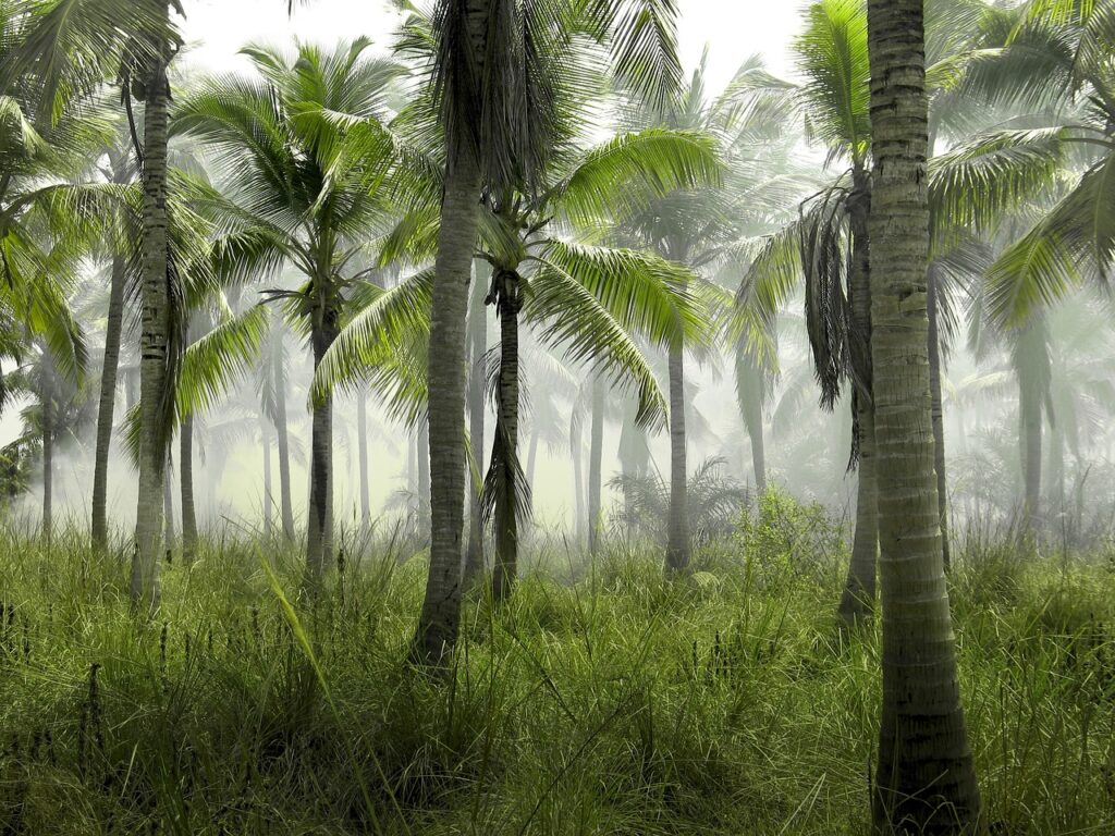 palm farm