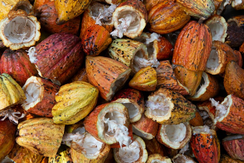 agricultural commodity cocoa